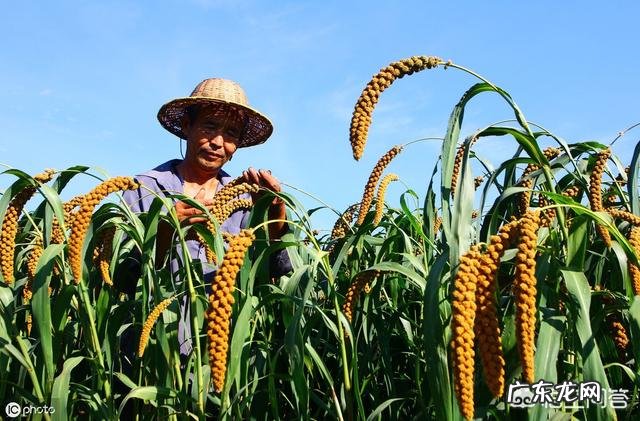 农村俗语：“处暑天不暑，炎热在中午”，什么意思呢？处暑什么时候到来？