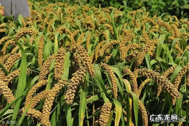 农村俗语:“处暑天不暑,炎热在中午”,什么意思呢?处暑什么时候到来?