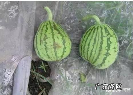 为什么种西瓜,葫芦形很多?
