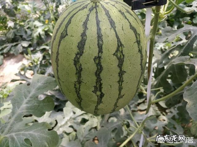 为什么种西瓜，葫芦形很多？