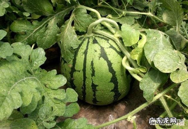 为什么种西瓜,葫芦形很多?