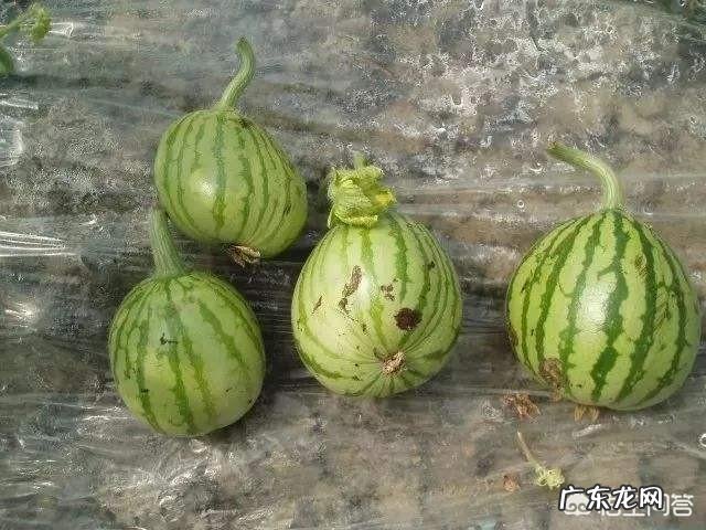 为什么种西瓜,葫芦形很多?