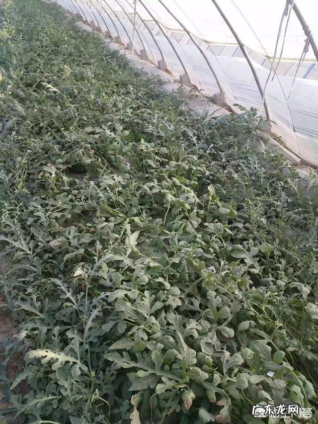 为什么种西瓜,葫芦形很多?