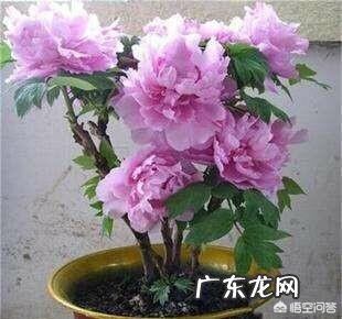 牡丹花怎么养?