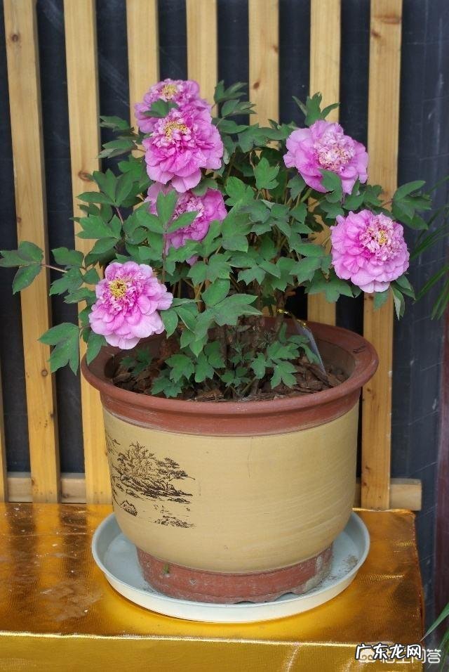 牡丹花怎么养？