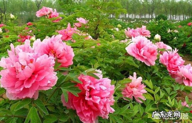 牡丹花怎么养？