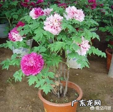 牡丹花怎么养？
