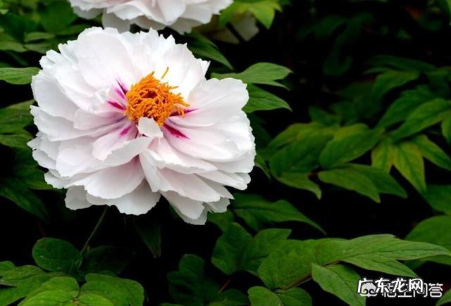 牡丹花怎么养？