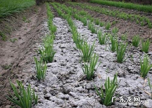 农村里常见的草木灰,合适用在哪些农作物上?有什么作用?