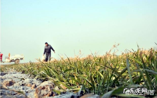 农村里常见的草木灰,合适用在哪些农作物上?有什么作用?