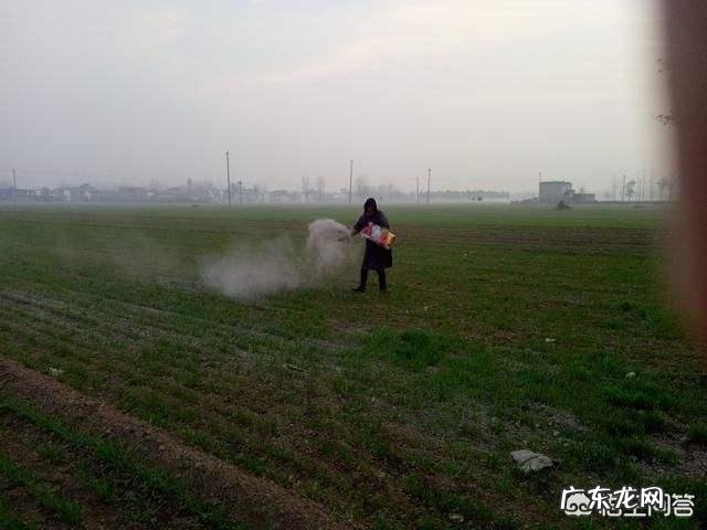 农村里常见的草木灰,合适用在哪些农作物上?有什么作用?