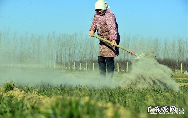 农村里常见的草木灰,合适用在哪些农作物上?有什么作用?