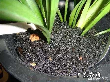 农村里常见的草木灰,合适用在哪些农作物上?有什么作用?