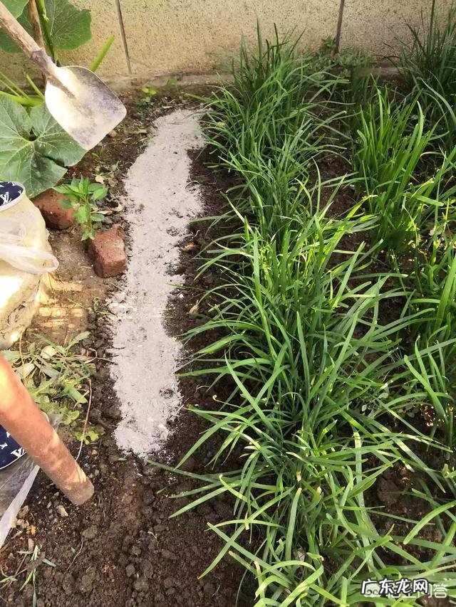 农村里常见的草木灰,合适用在哪些农作物上?有什么作用?