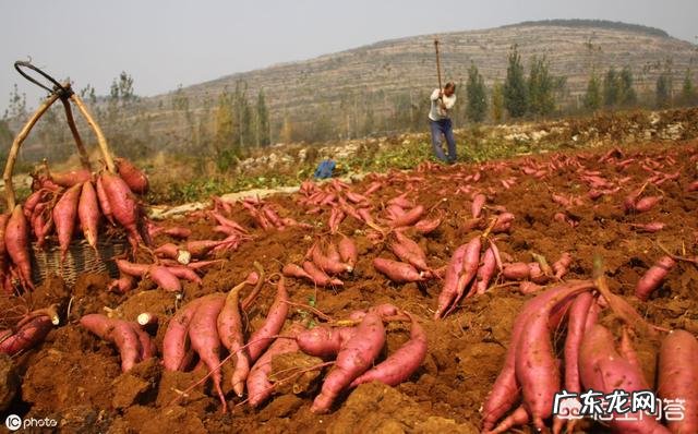 农村里常见的草木灰,合适用在哪些农作物上?有什么作用?