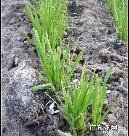 农村里常见的草木灰,合适用在哪些农作物上?有什么作用?