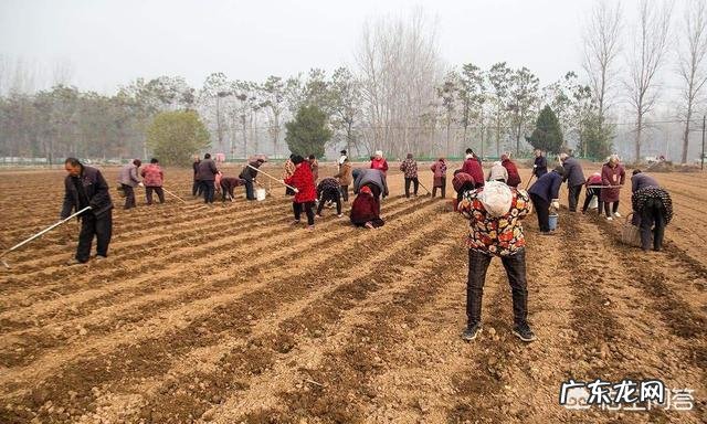 农村里常见的草木灰,合适用在哪些农作物上?有什么作用?