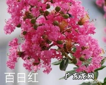 百日红红白受什么影响?