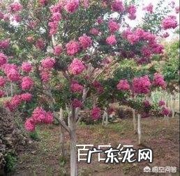 百日红红白受什么影响?