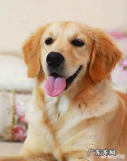 金毛和德牧性格怎么样？