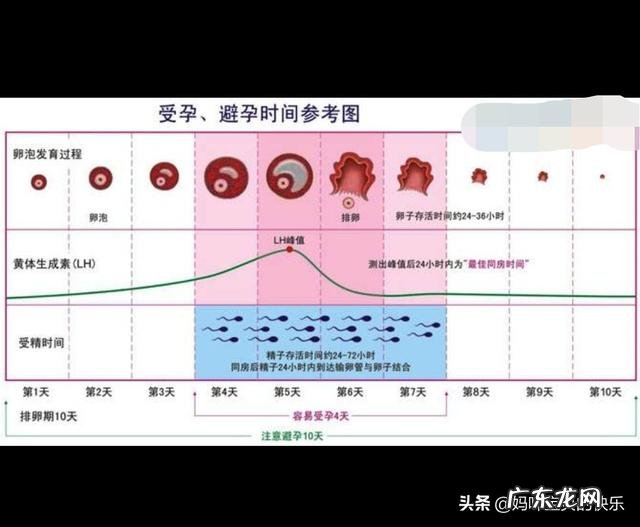 月经几天后是排卵期?