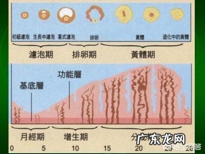 月经几天后是排卵期?