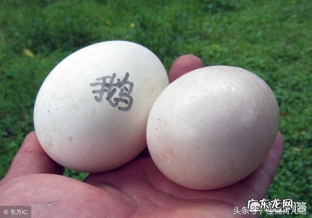 怀孕妇吃鹅蛋去胎毒是不是真的?