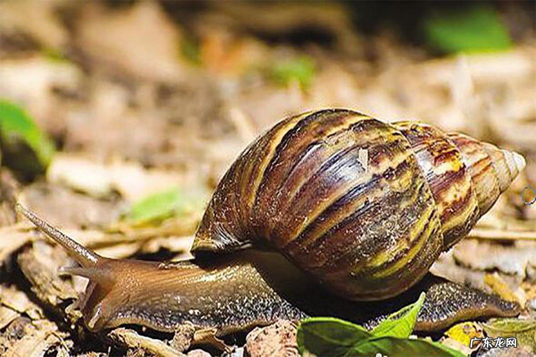 生物入侵和物种入侵的区别