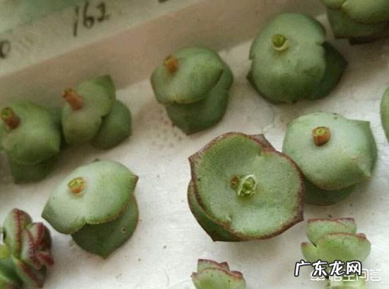 扦插的多肉,要晒多久才能扦插?