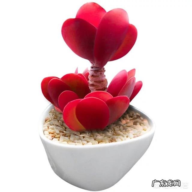 扦插的多肉,要晒多久才能扦插?