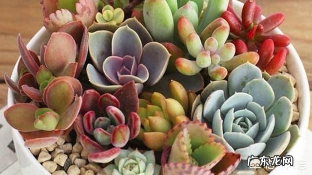 扦插的多肉,要晒多久才能扦插?