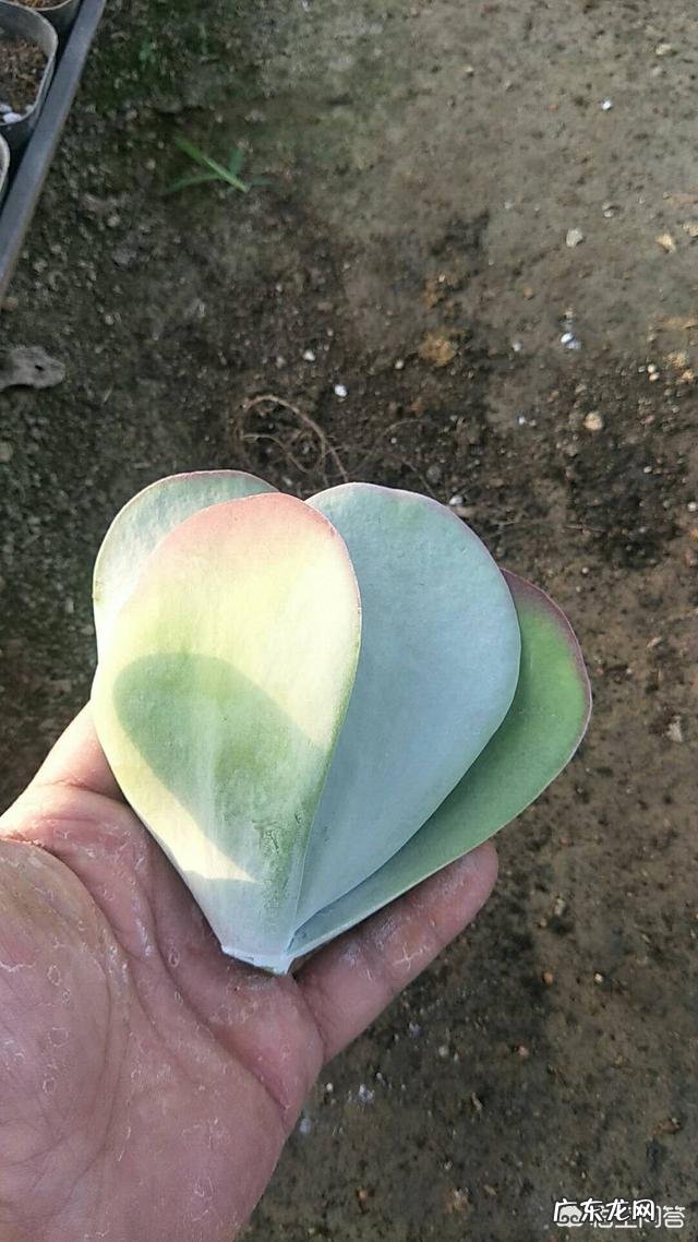 扦插的多肉,要晒多久才能扦插?