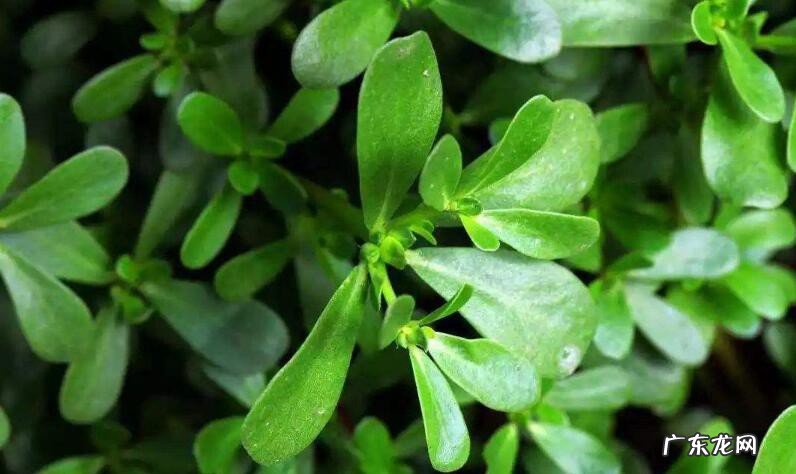 吃马齿苋的禁忌