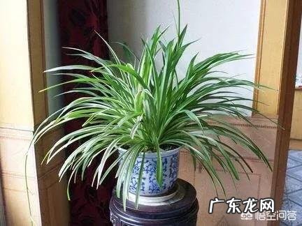 冬天吊兰该怎样养护?卧室里可不可以放吊兰呢?