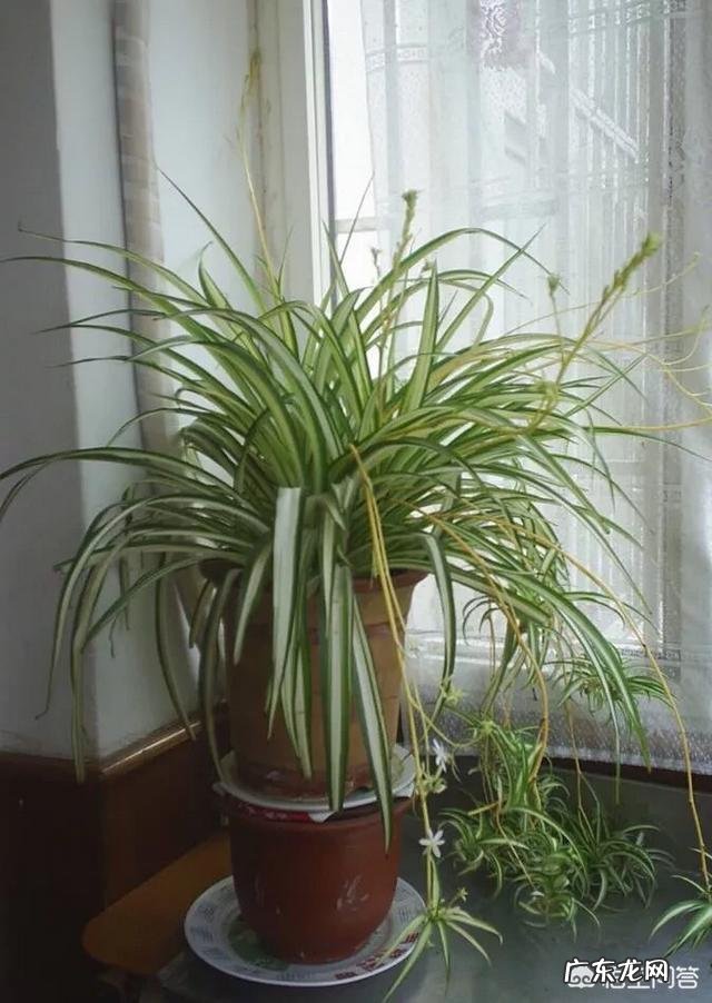 冬天吊兰该怎样养护?卧室里可不可以放吊兰呢?