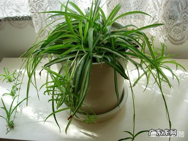 冬天吊兰该怎样养护?卧室里可不可以放吊兰呢?