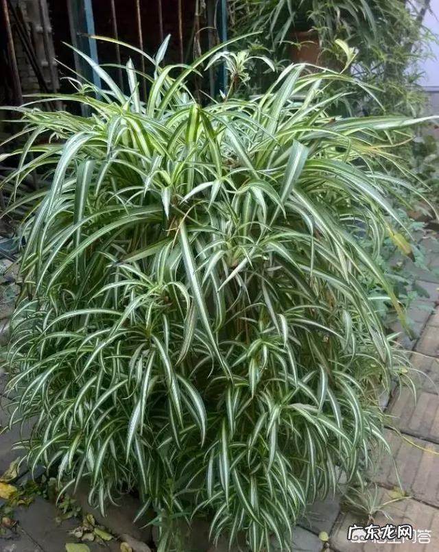 冬天吊兰该怎样养护?卧室里可不可以放吊兰呢?