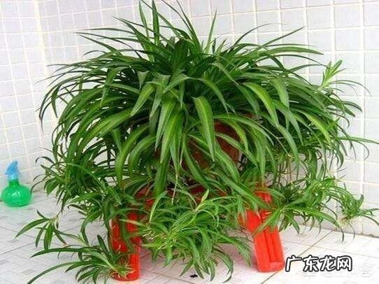 冬天吊兰该怎样养护?卧室里可不可以放吊兰呢?