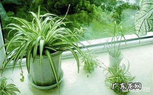 冬天吊兰该怎样养护?卧室里可不可以放吊兰呢?