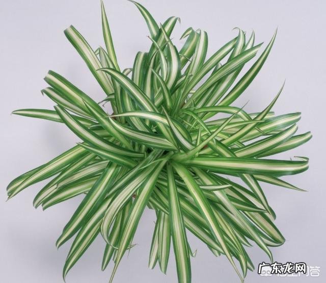 冬天吊兰该怎样养护?卧室里可不可以放吊兰呢?