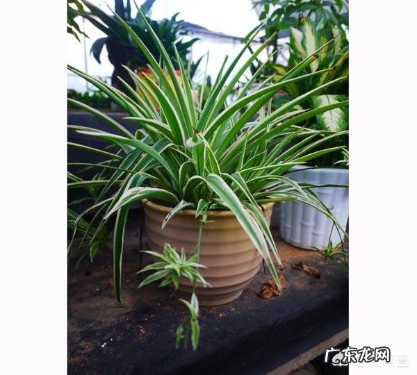 冬天吊兰该怎样养护?卧室里可不可以放吊兰呢?