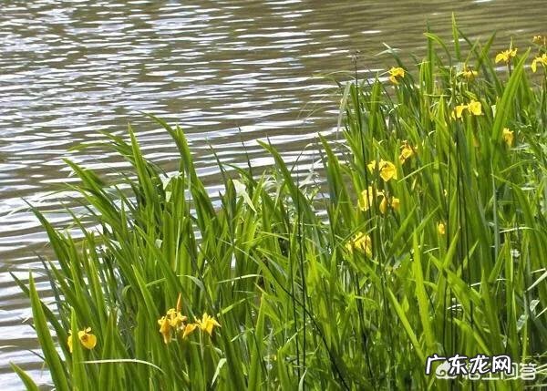 菖蒲有毒吗?它有哪些功效?