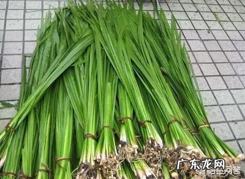 菖蒲有毒吗?它有哪些功效?