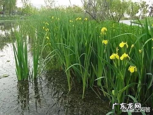 菖蒲有毒吗?它有哪些功效?