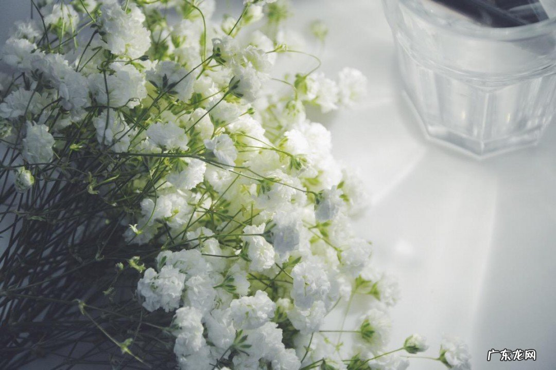 满天星的花语是什么意思