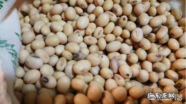 做豆浆用什么豆子好?