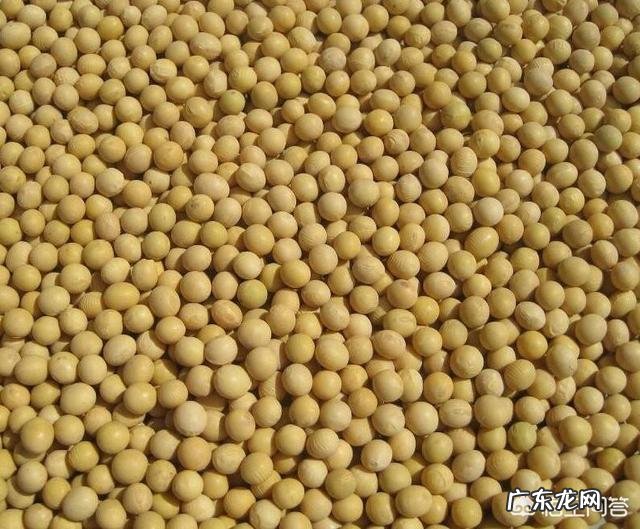 做豆浆用什么豆子好?