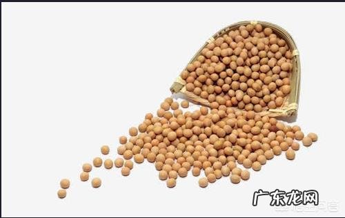 吃什么食物奶比较多呢?