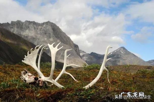 木乃伊会携带古代病原体吗?有何科学依据?