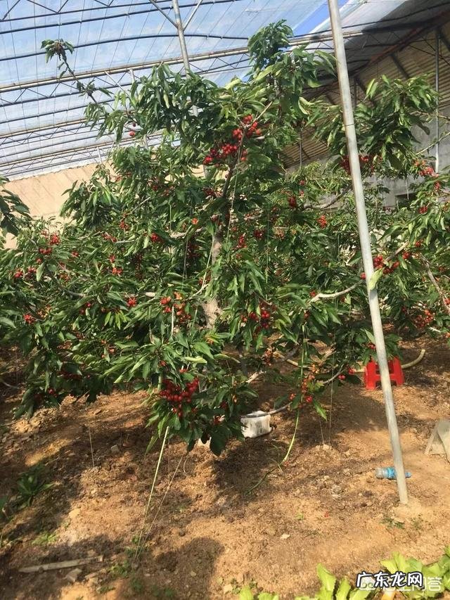 车厘子为什么比很多水果都贵？